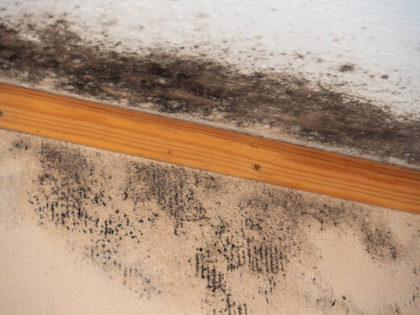 Environmental Consulting for Mold Prevention in Fruitridge Pocket, CA