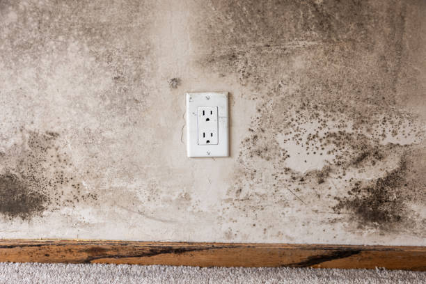Best Industrial Mold Remediation  in Fruitridge Pocket, CA